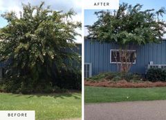 Tree trimming and shaping — before and after