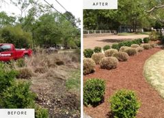 Landscape bed redesign with shrubs and mulch — before and after